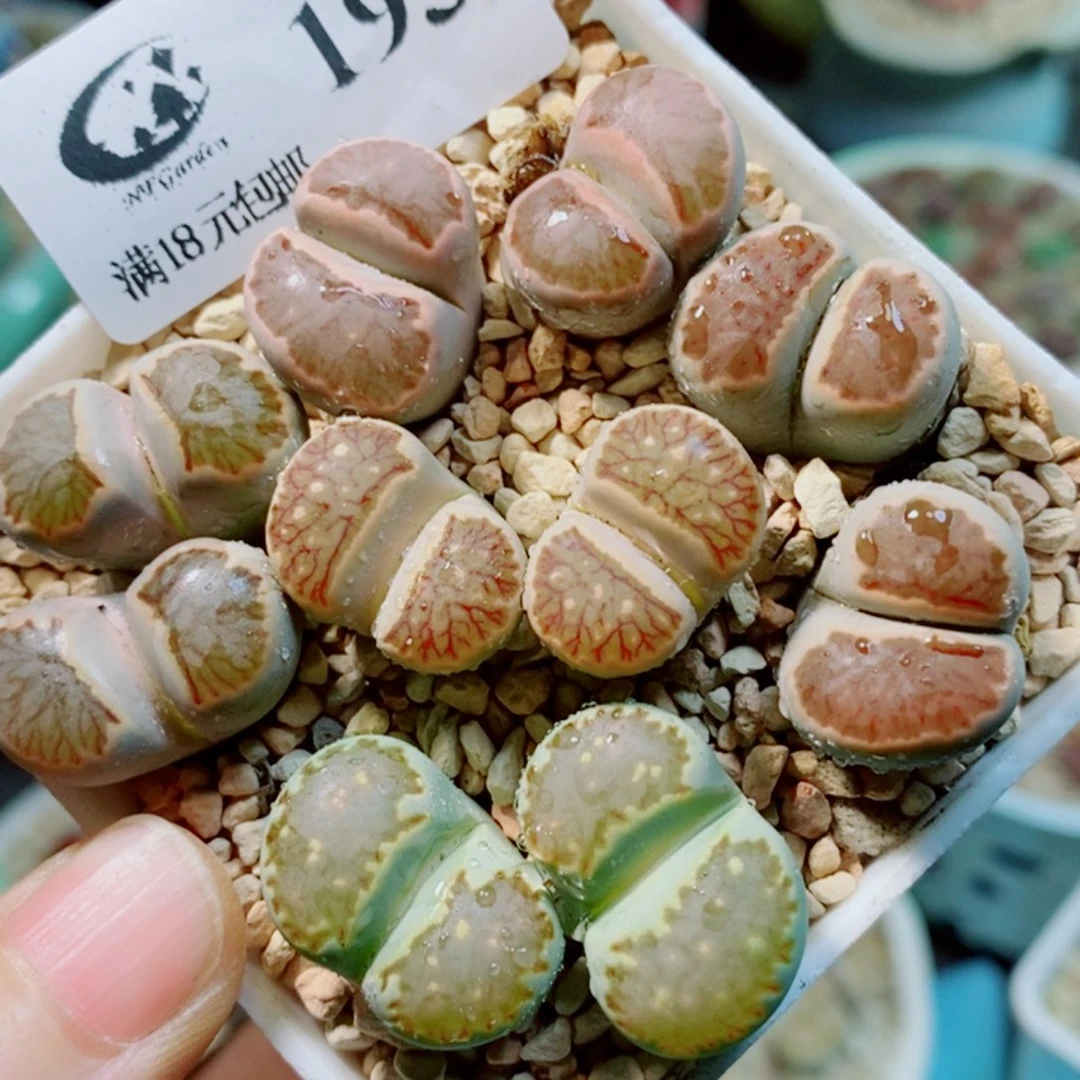 生石花花花花花花花花193