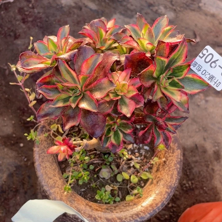 905魅影有砍多肉1，123456789