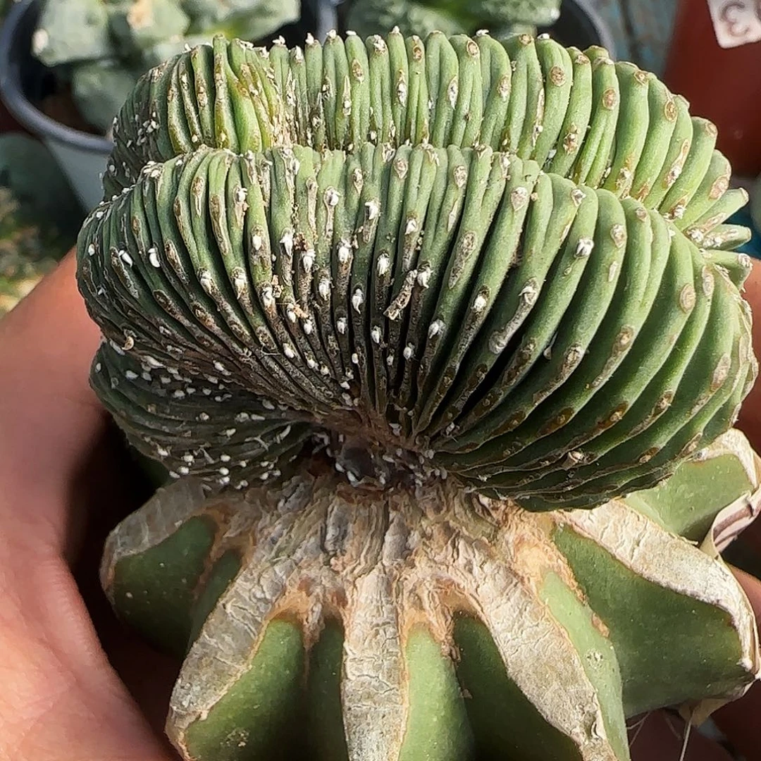 薄叶花龙缀化768。