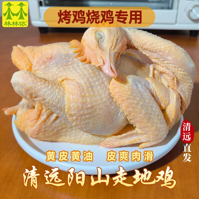 [烤鸡专用]清远阳山走地鸡 散养黄麻鸡现宰现发土鸡批发新鲜整只