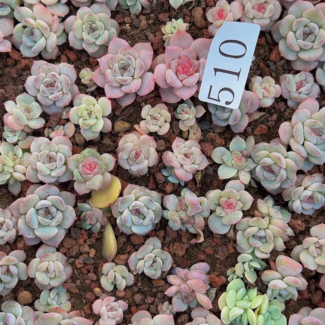 闻***?多肉植物多肉植物510