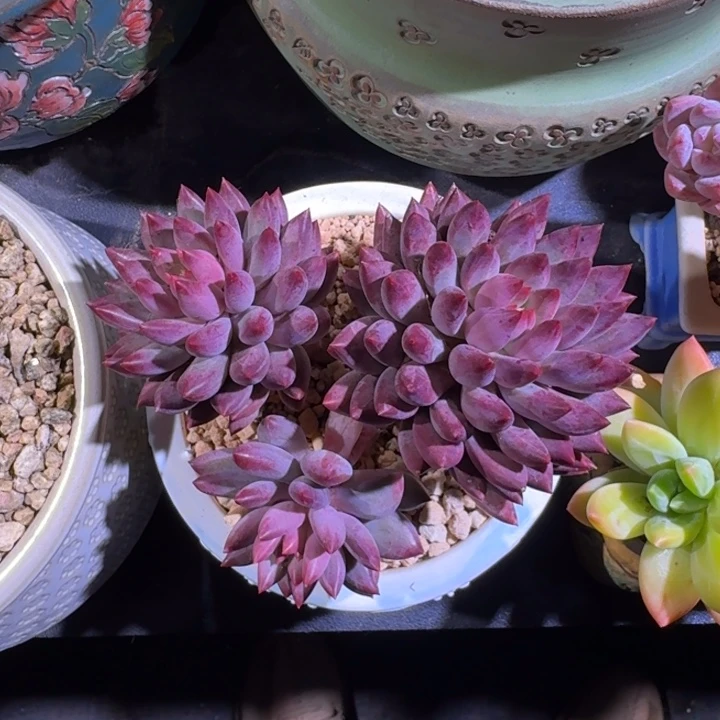 虞美人 3头 一物一拍