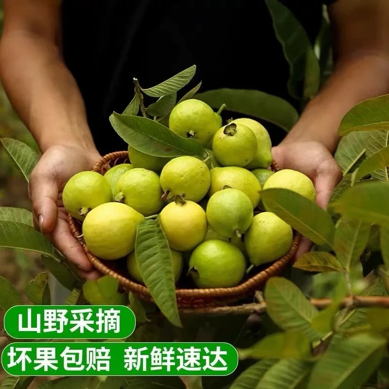 云南老缅桃野生白心芭乐嘎马达果低糖新鲜当季水果现摘现发