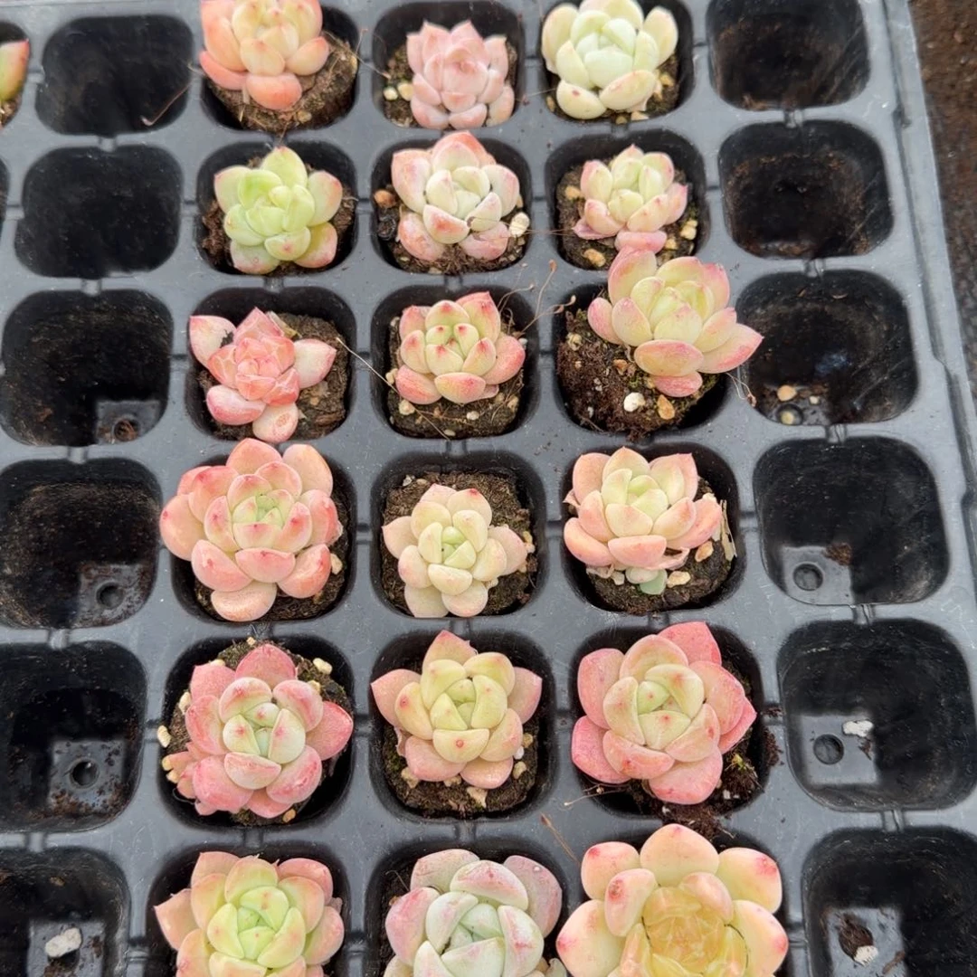 冰玉杂交东云（偏向月影方向十八颗量拍左八