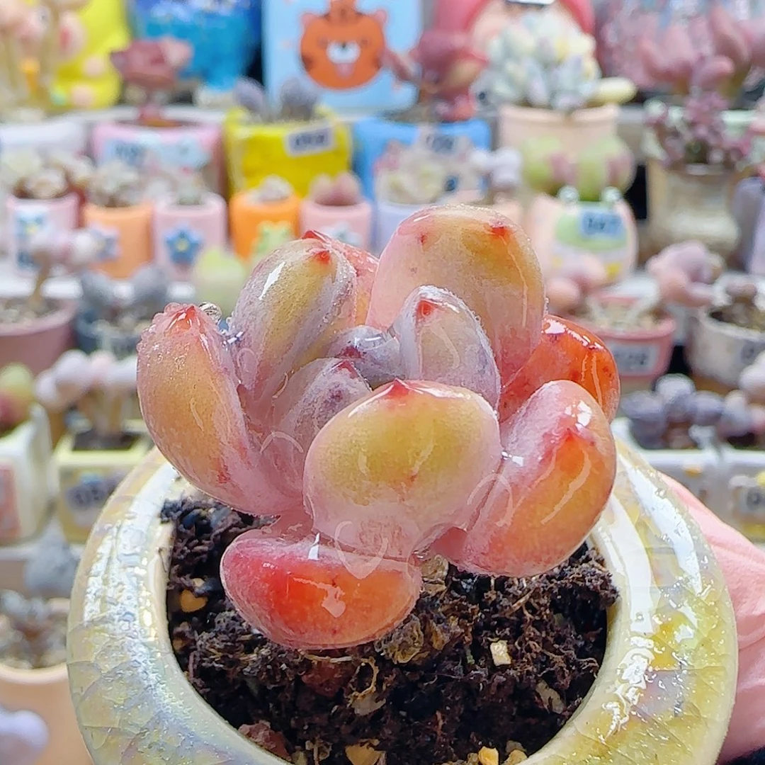 L福利厚叶橙子 盆口3cm