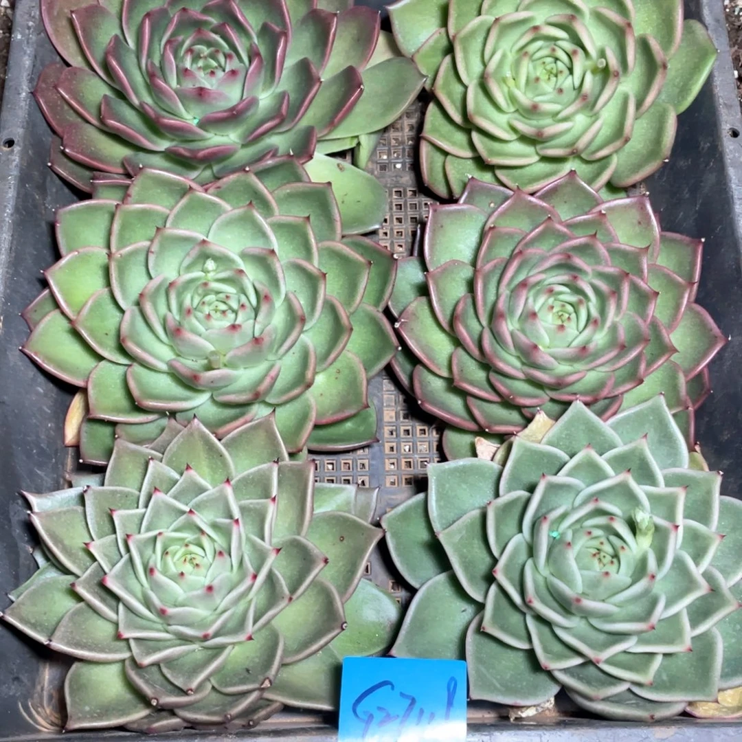 白***桦一筐特价福利不售后27119