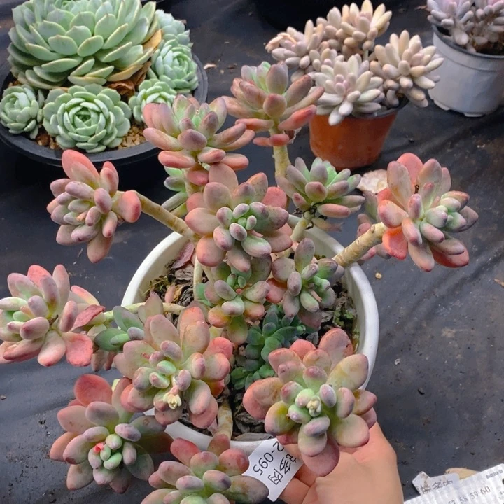 夏悦多肉0212-95苹果奶