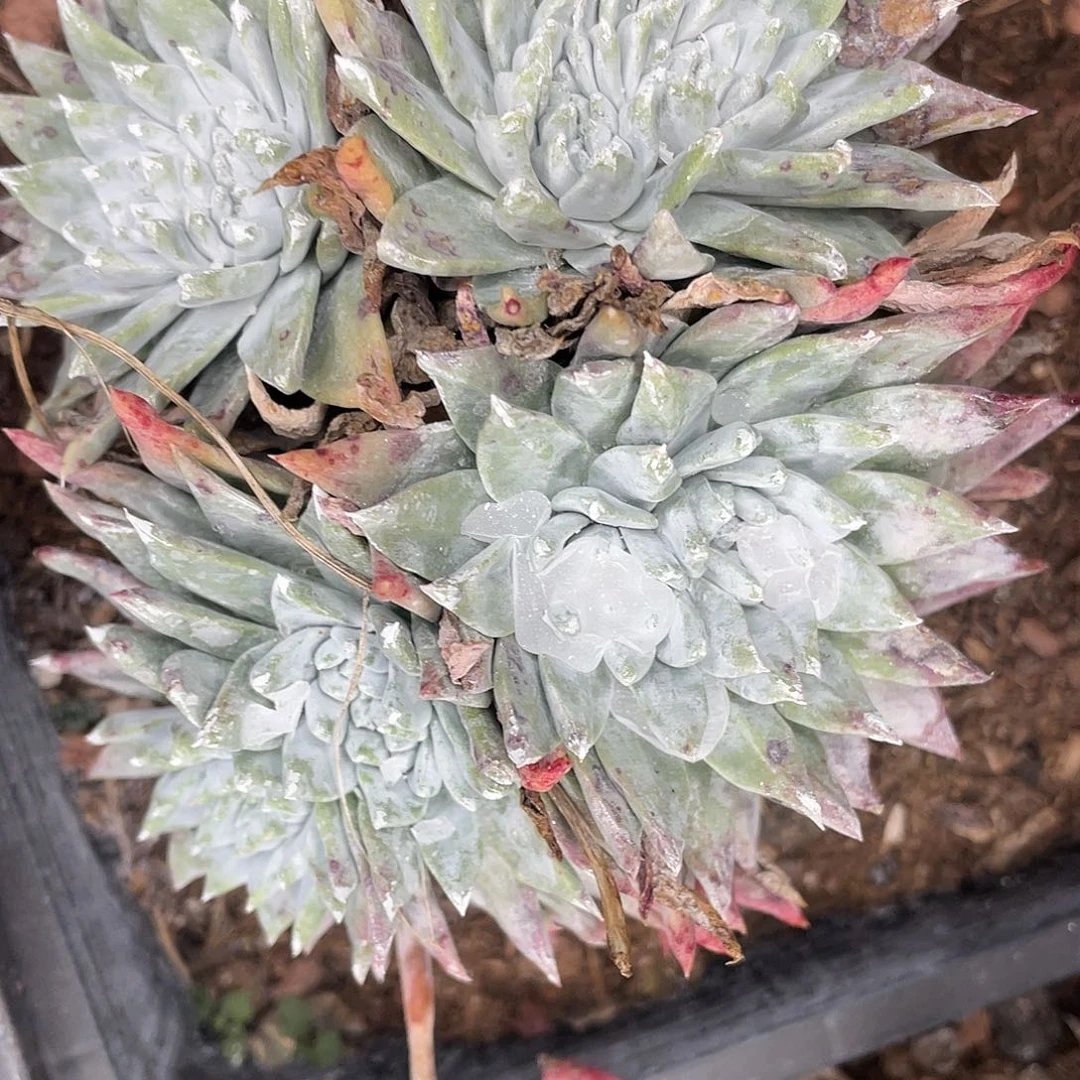 白菊苹果叶多头10730