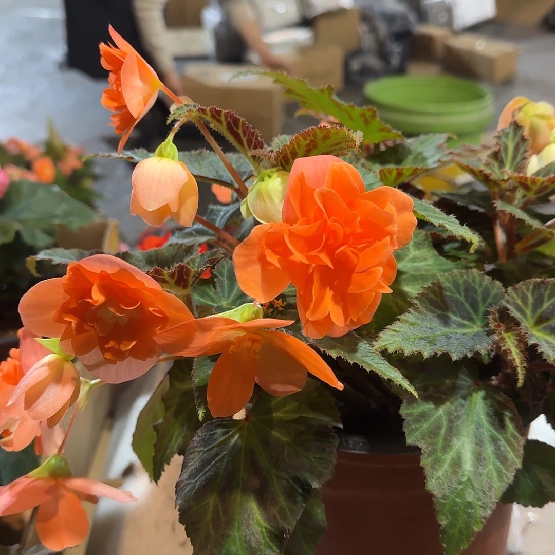 180香槟 球根海棠