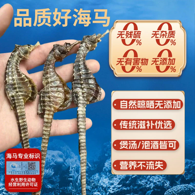 保真北方冷水海马干原产地直发足干完整品相力礼盒送长辈
