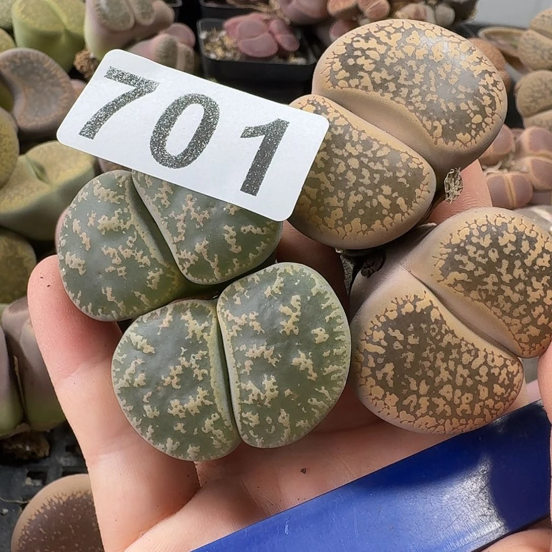 生石花一物一拍2颗701