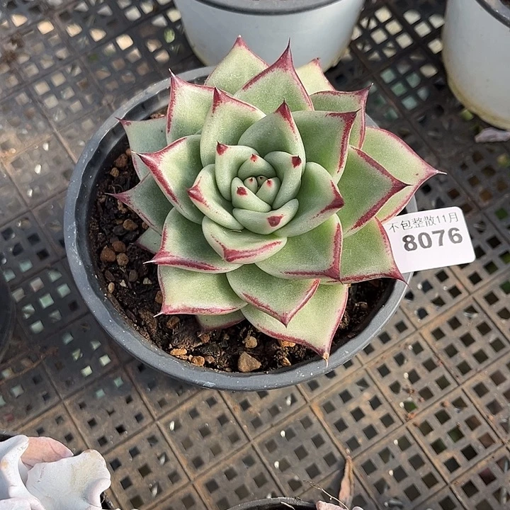 阿雅园艺。        8076乌木