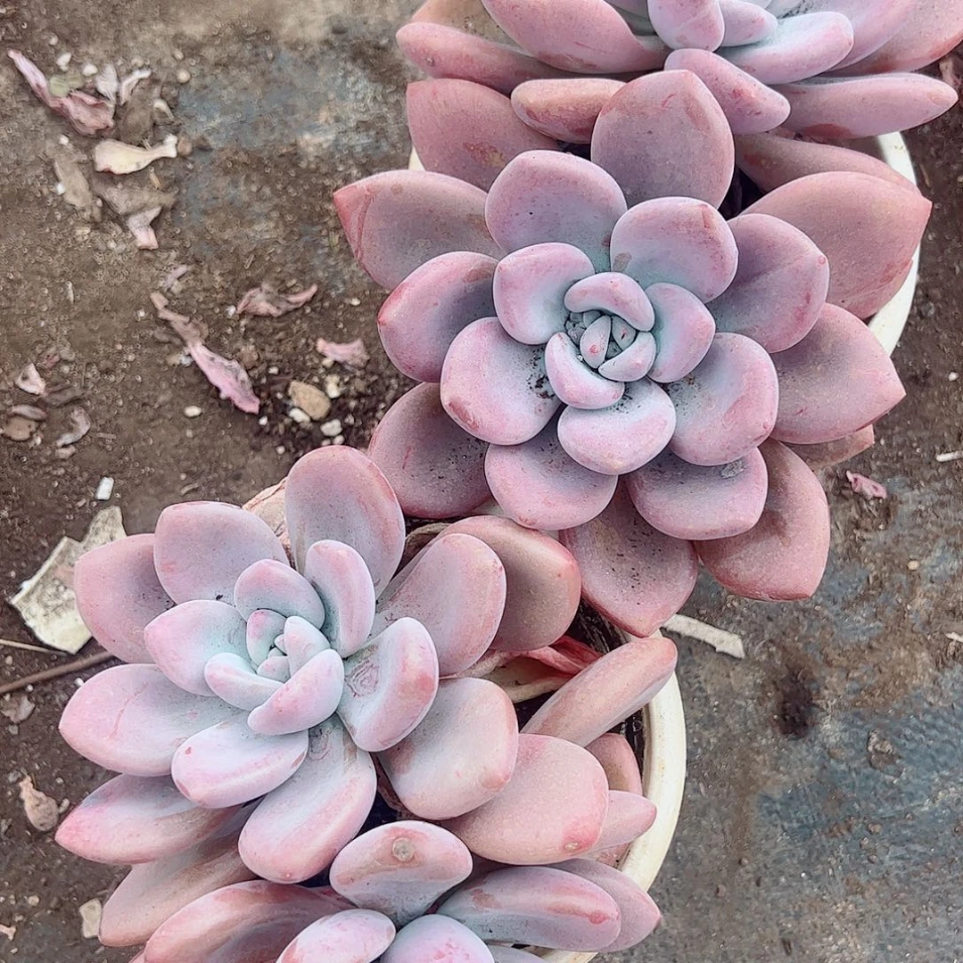 奥普琳娜双头起发精品特价