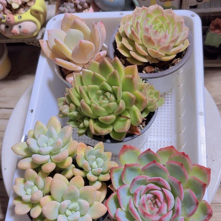 框拍一物一拍编号298