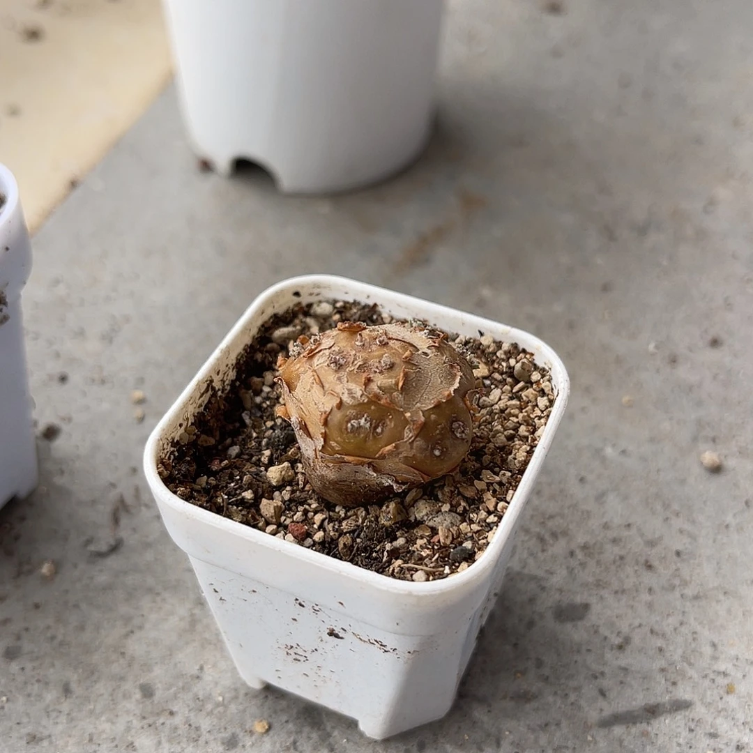 实生格加厚敦菊一物一拍