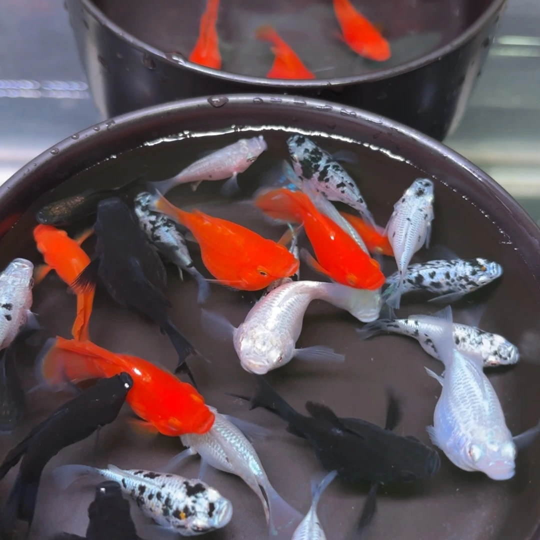 孔雀鱼玛丽球包含3条备损