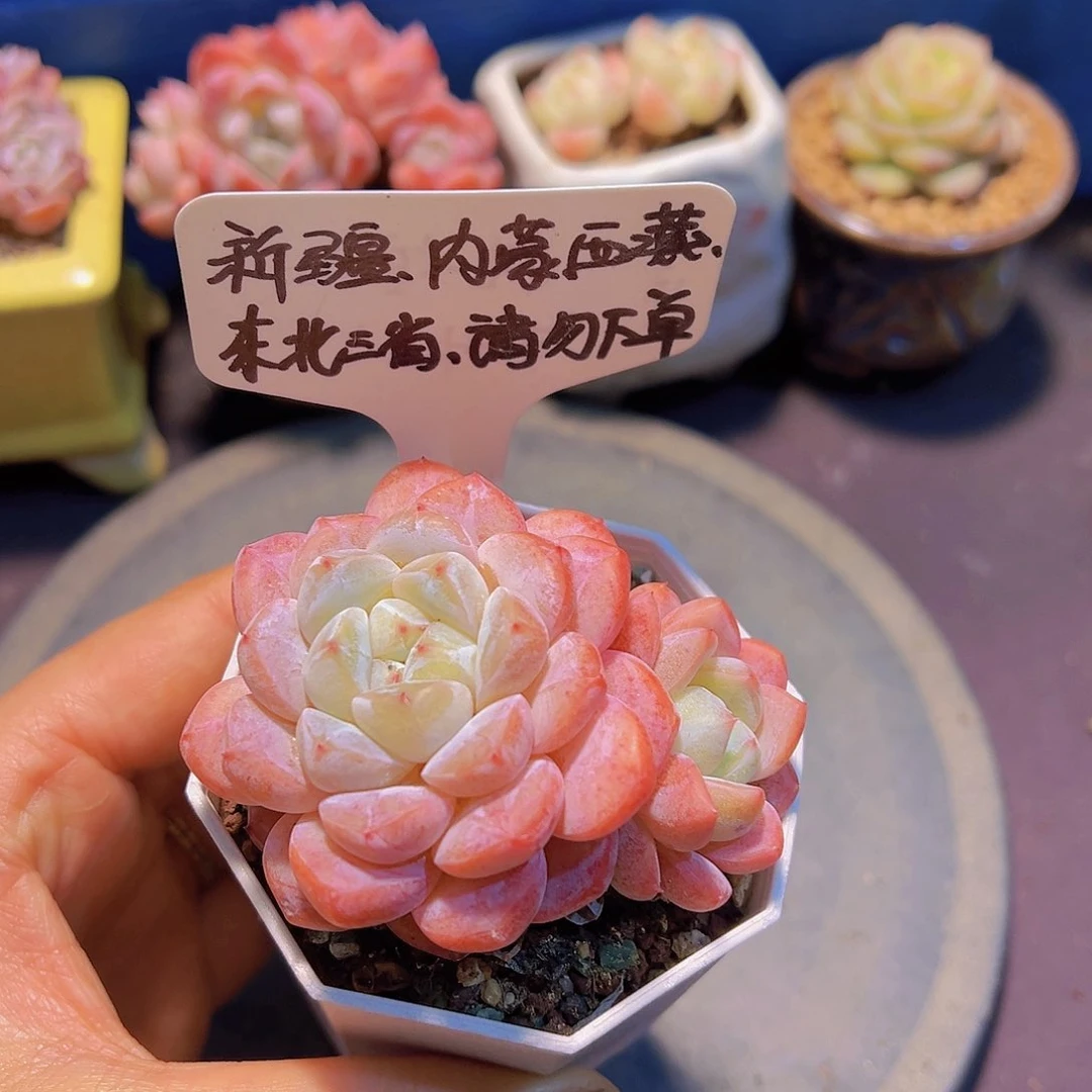 新品女王珍妮，裸根发货