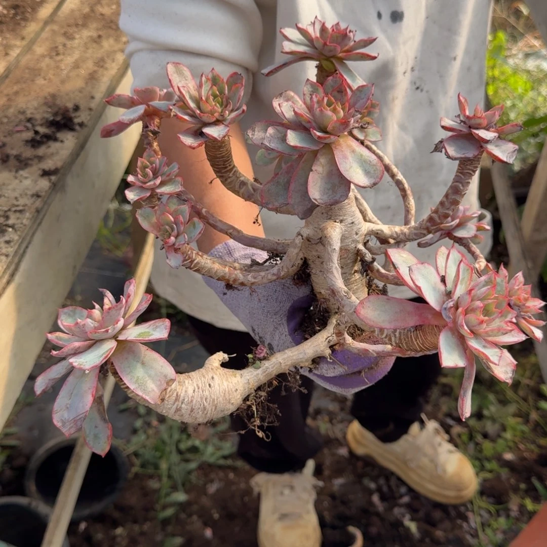 最***。赫拉 一颗 不包损63号