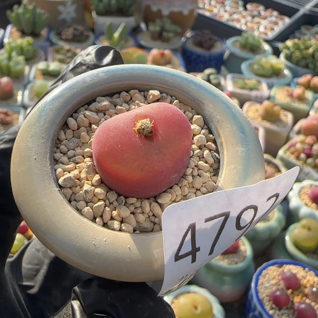 4792--一物一拍 带盆