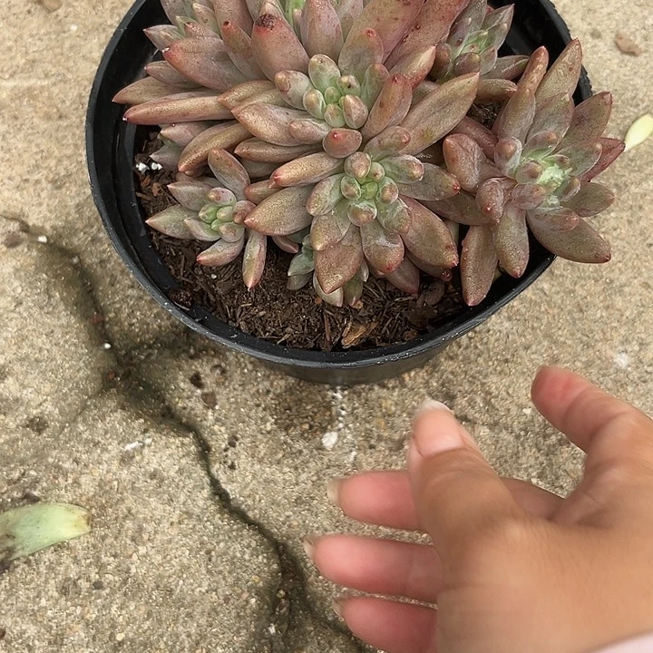 ****生水晶球24556778990000