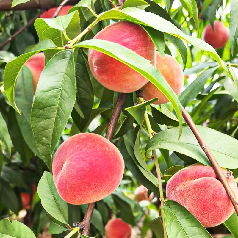 东江湖脆甜水蜜桃新鲜采摘果园直发坏果包赔 含箱10斤装