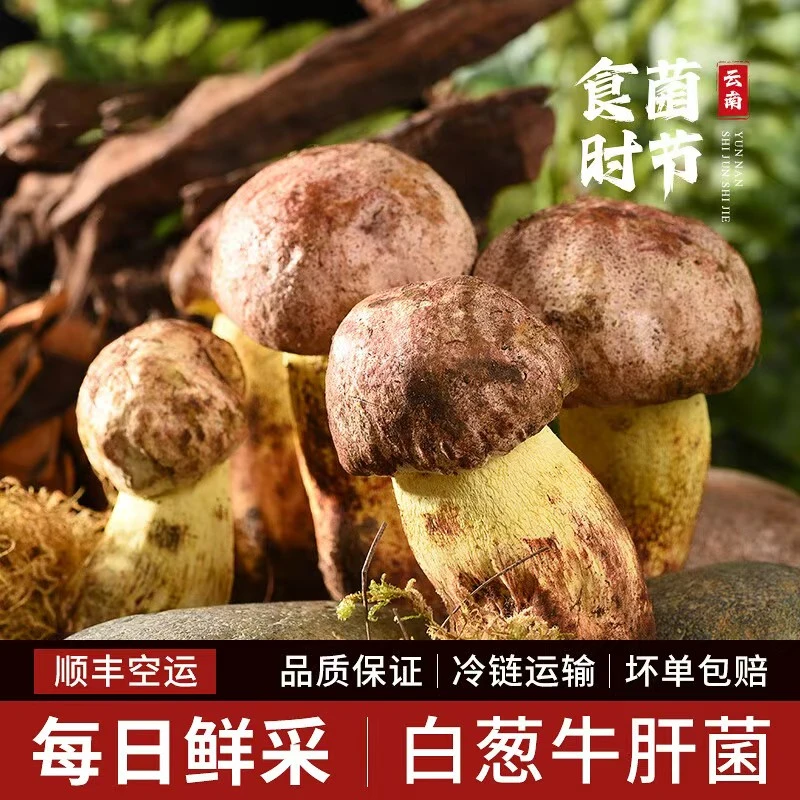 2025年云南新鲜白葱牛肝菌菌菇野生食用菌顺丰空运包邮