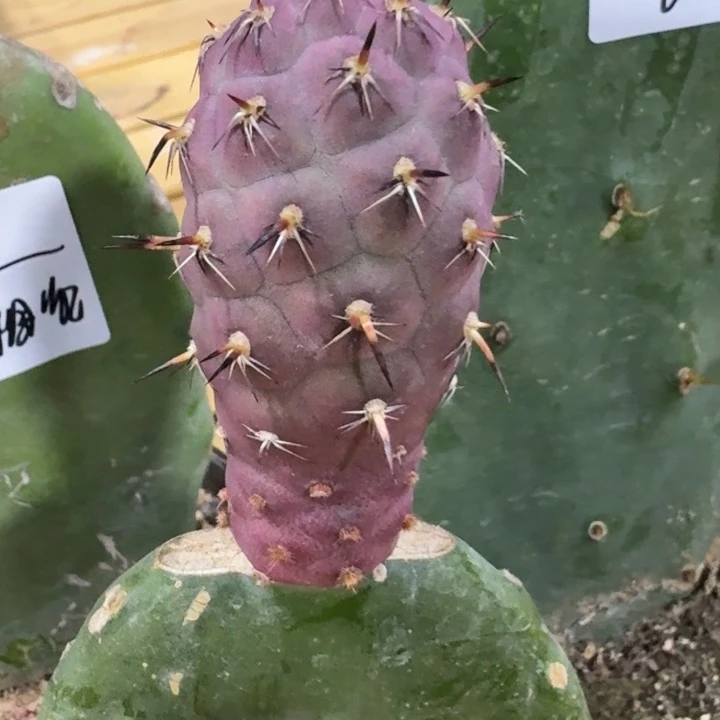 笑***云苗接紫皮习志野一颗