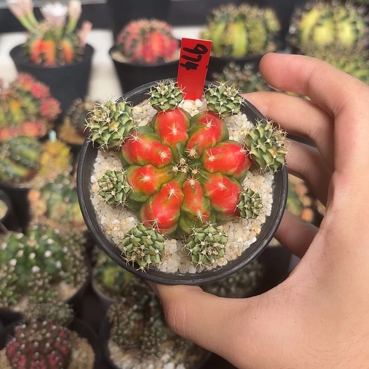 974-0425泰国发货