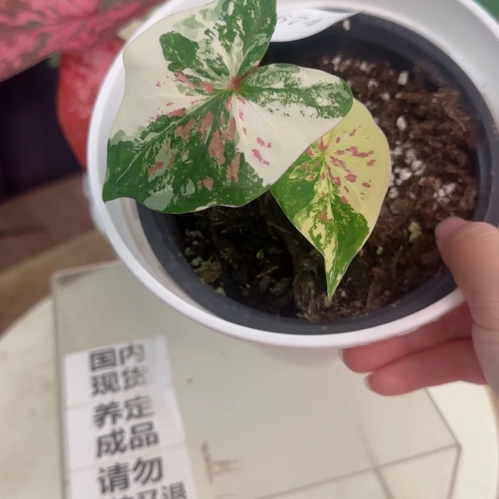 无花朵泰彩Q4674..