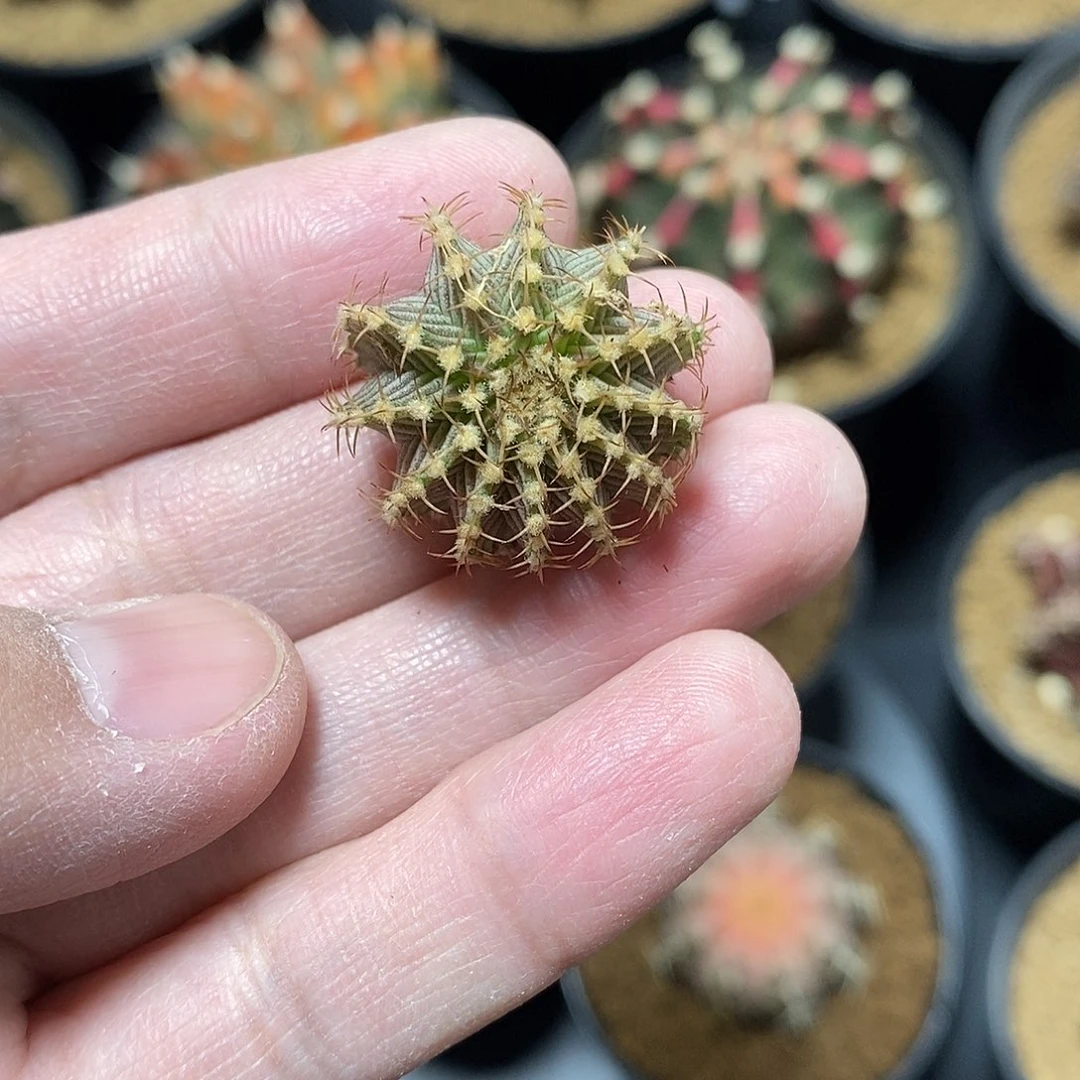 月***贝米哈仙人球侧芽专拍
