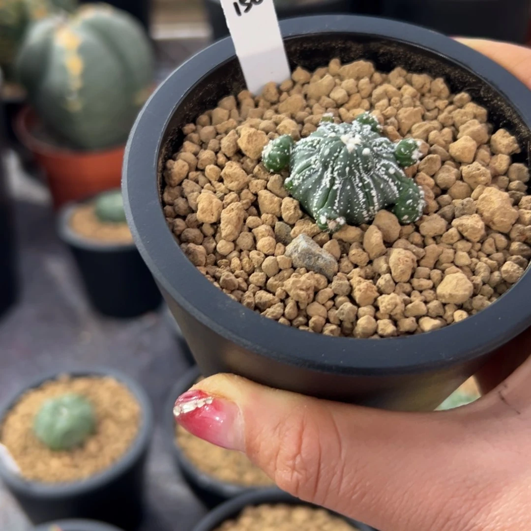 S****FW345678998765432