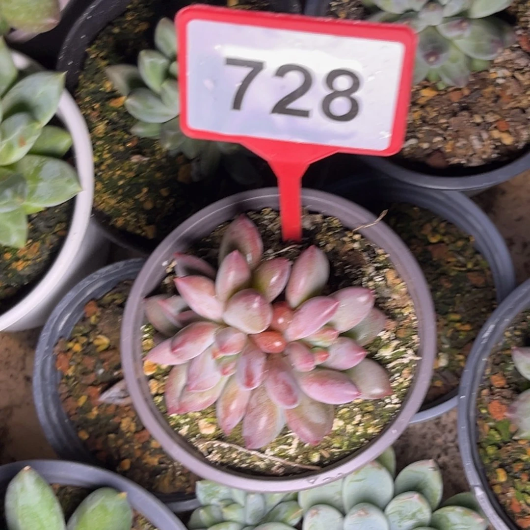 多肉植物胖体虞728