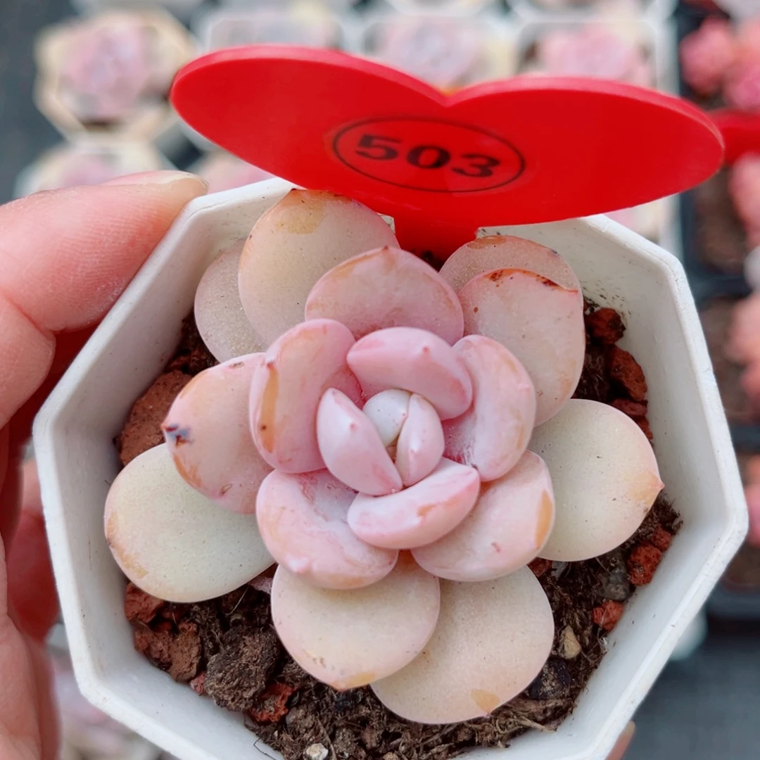 503号小老桩奶茶单头