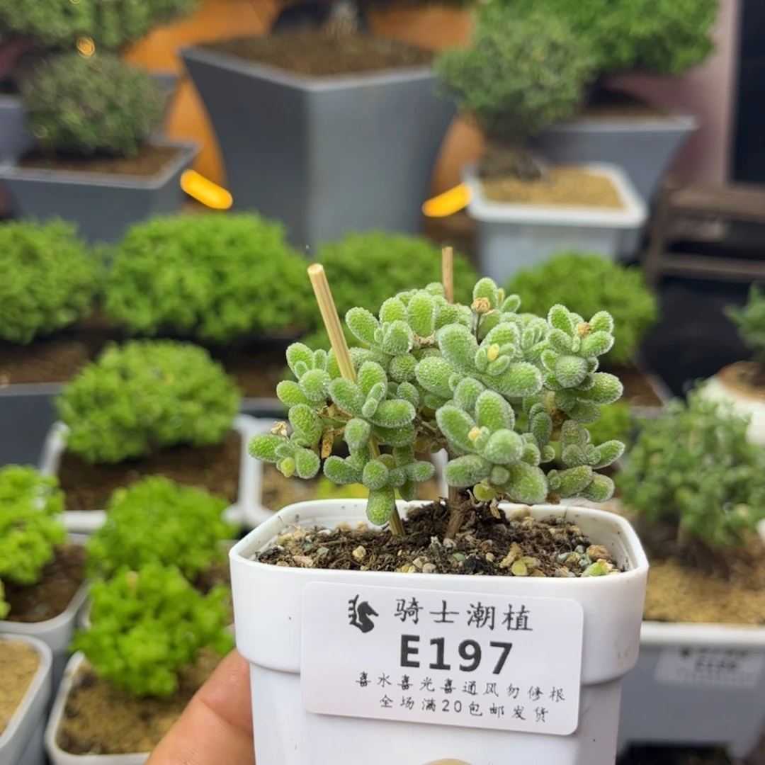 197优选冰晶枝干番杏