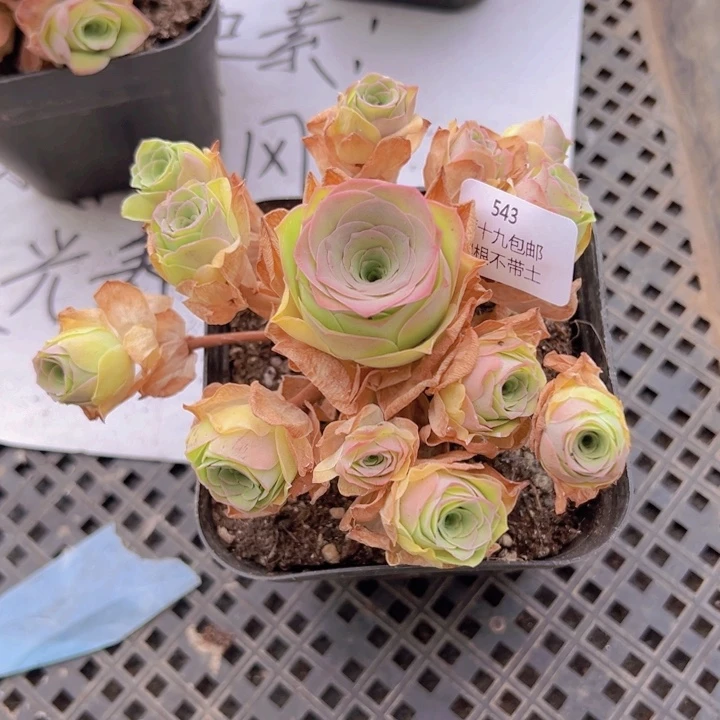 543 裸根不带土发货不包损