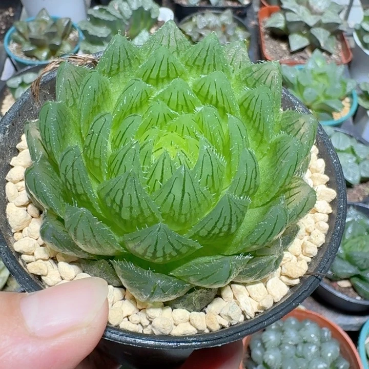 十二卷玉露大颗樱水晶