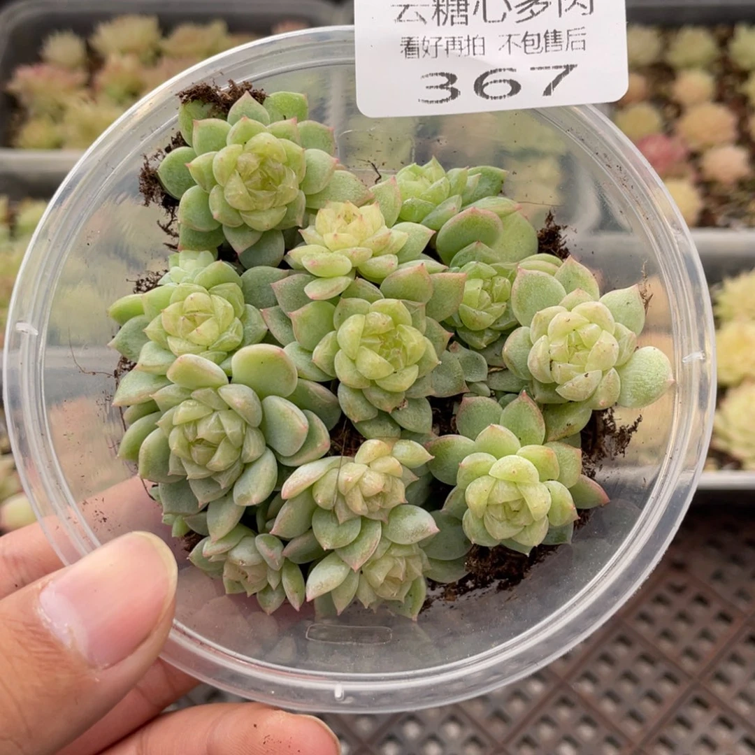 幸***x云糖心多肉植物367