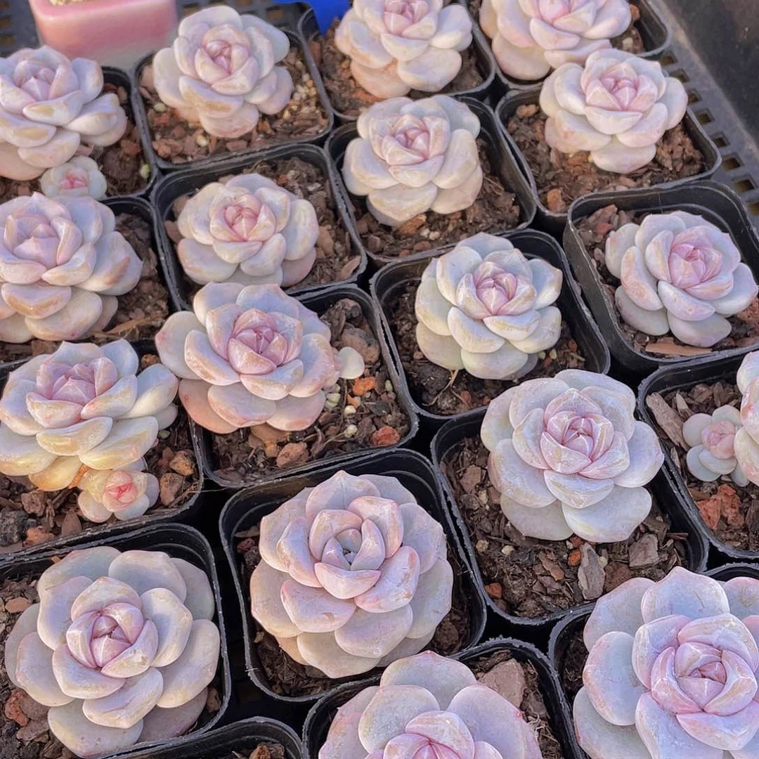 量拍9号 芋圆啵啵单头一个