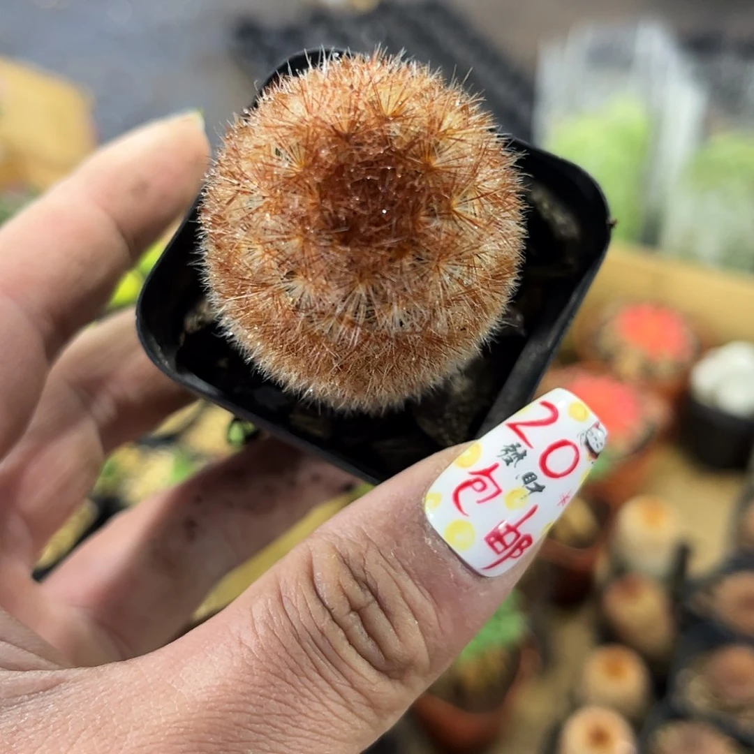 金刺嘉文丸单头发货有根