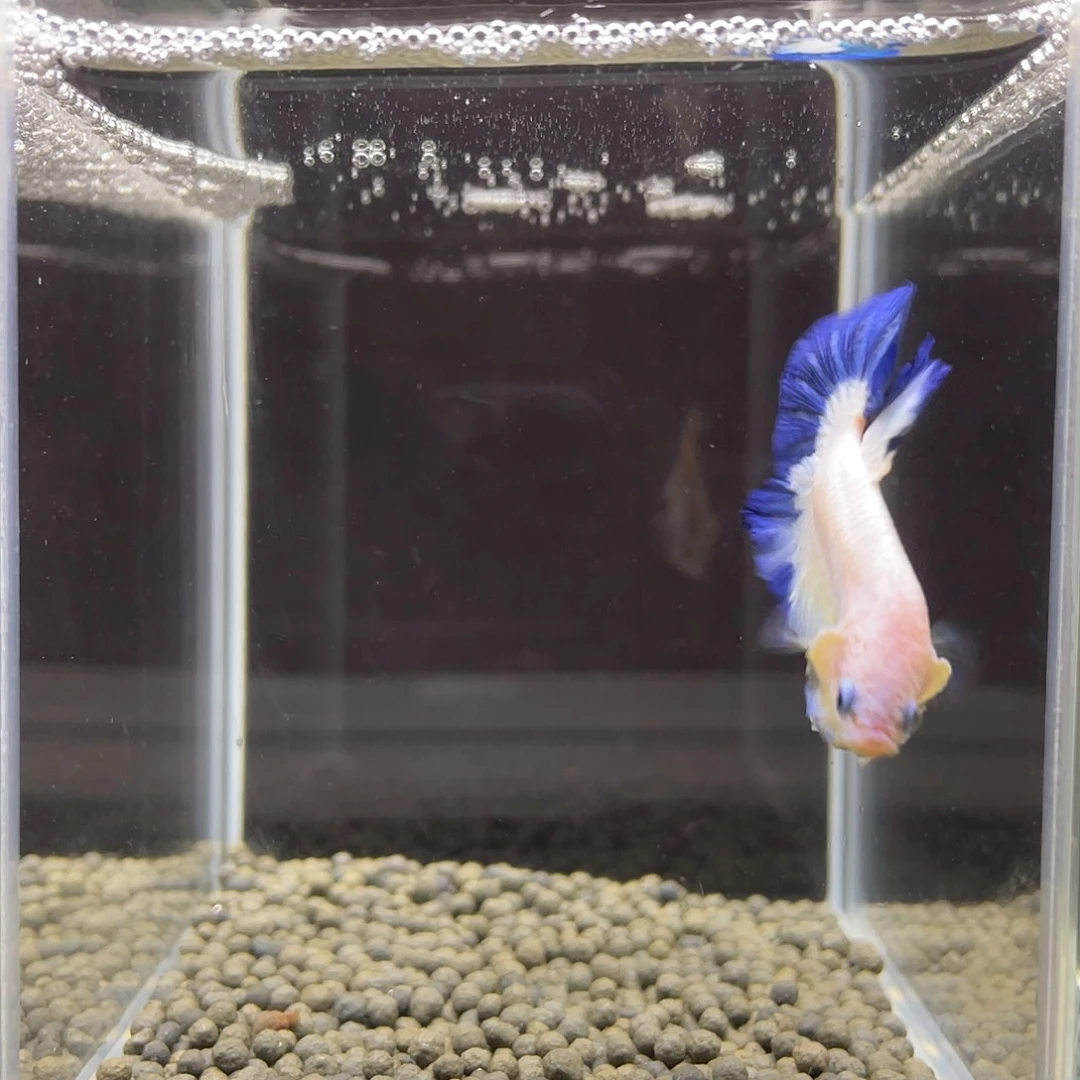 斗鱼33号净身碟边青花公
