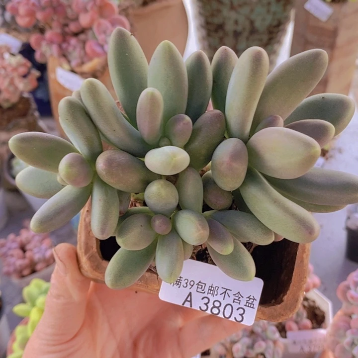 糖果美人12cm3803多肉植物