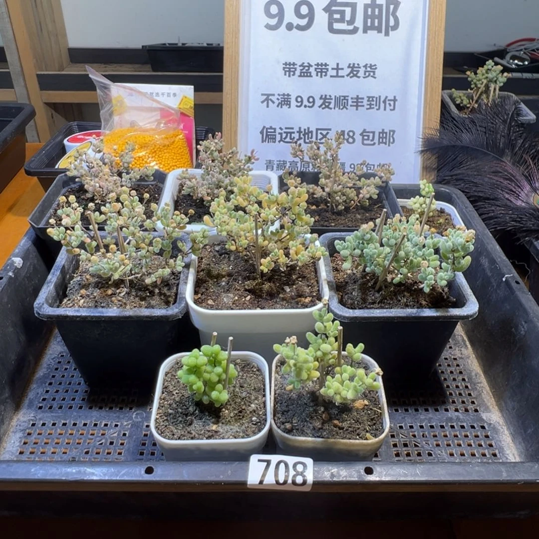 小***默枝干番杏多肉植物708