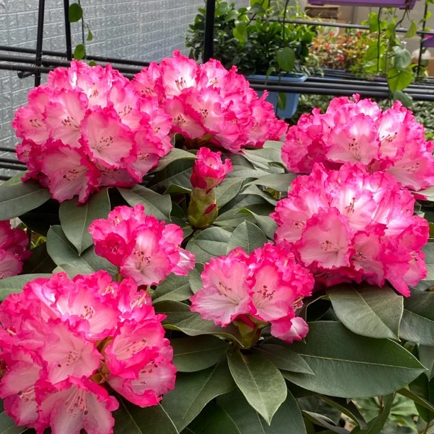 年宵花红粉佳人1.5加仑，保底5个花苞发货【鲜花绿植】