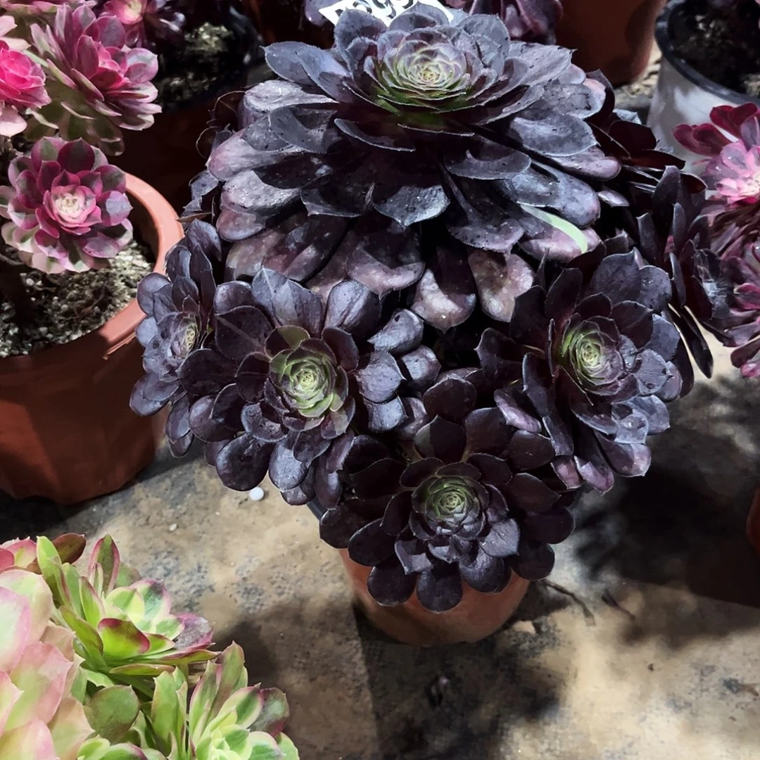 多肉植物黑美人299多肉