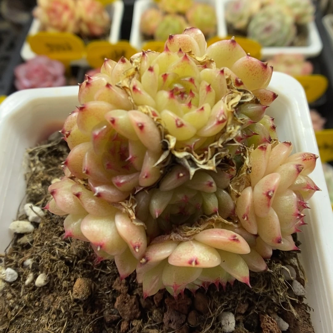 珍妮麦秆群生5903号