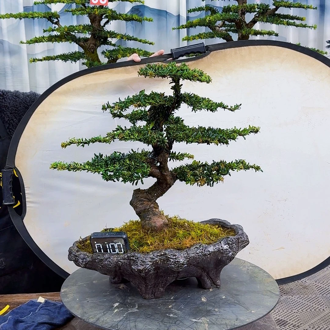 无花朵罗汉松88880088