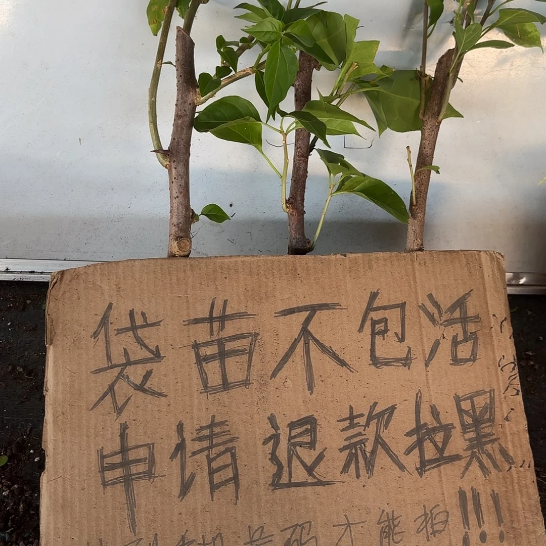 魁****当前无花栽培后可以开花袋苗盲盒三颗