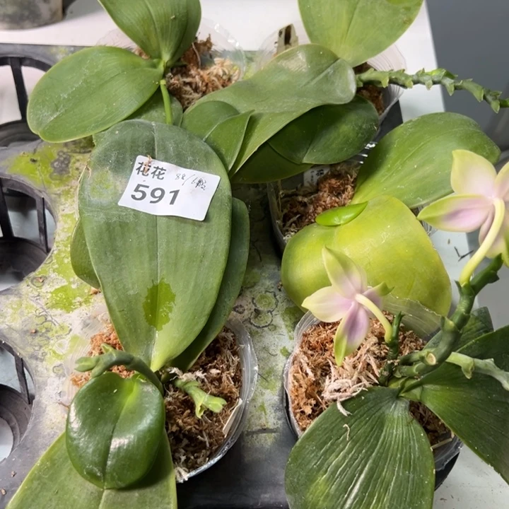 当前无花朵，栽培后可花朵591号六颗苗叶根不好，任何情况都不售后
