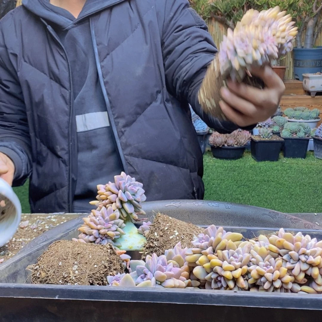 小*E82号淡雪缀多肉