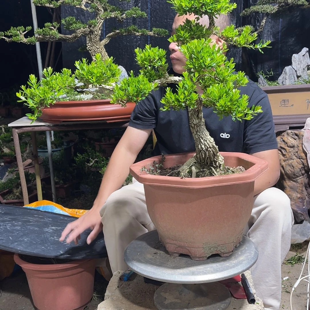 当前无花朵，栽培后可花朵